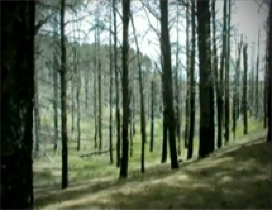 Γίνε φίλος μ΄ ένα δέντρο - Τα δέντρα πονάνε όταν καίγονται