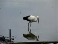 &Kappa;&epsilon;&rho;&kappa;ί&nu;&eta;: Έ&nu;&alpha;&sigmaf; &theta;&alpha;&upsilon;&mu;&alpha;&sigma;&tau;ό&sigmaf; &kappa;ό&sigma;&mu;&omicron;&sigmaf;