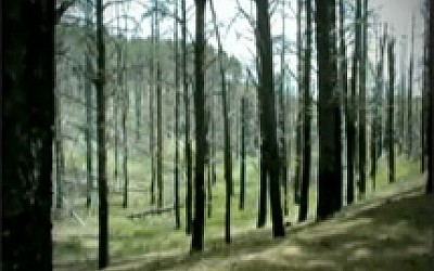 Γίνε φίλος μ΄ ένα δέντρο - Τα δέντρα πονάνε όταν καίγονται